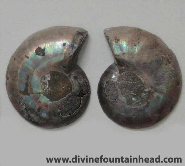 Ammonite - Image 3