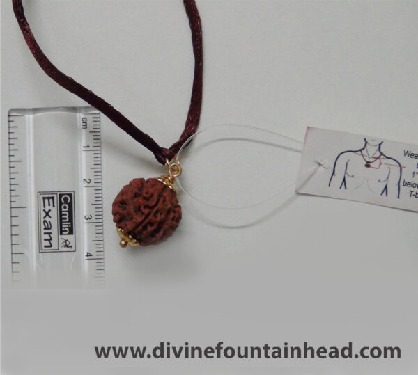 5 Facet Rudraksh Pendant (with satin string) - Image 4