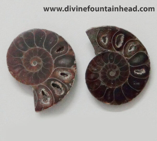 Ammonite - Image 4