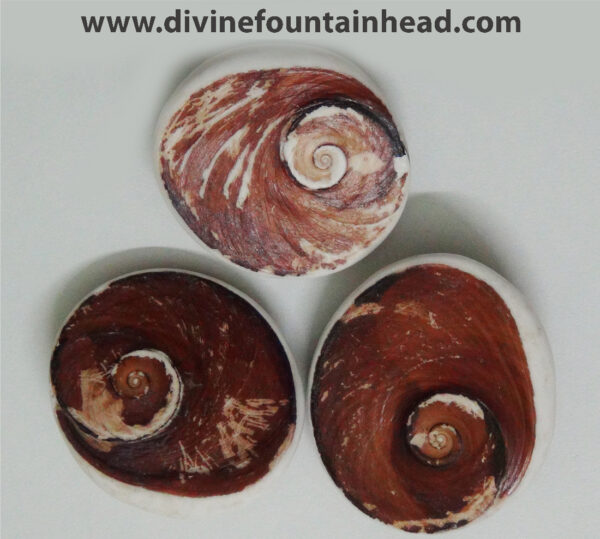 Big Gomti Chakra Unpolished - Image 3